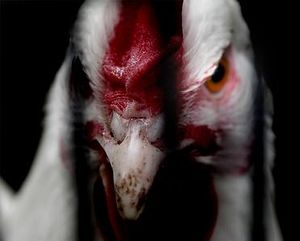 Evil-chicken1.jpg