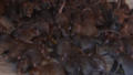 Swarm of Rats.png